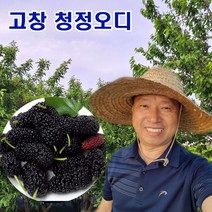 오디 햇 토종 뽕나무열매 오들개 생과 5kg 10kg 고창, 토종오디 10kg