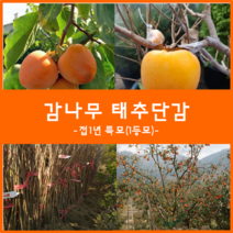 착한가격 나무생각 감나무모음, 감나무(태추단감) 접1년*분, 9999개