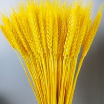 천연건화 꽃다발 보리 꽃꽂이 전원 거실 가을 장식 소품 황금빛 밀이삭 보리이삭 드라이플라워 추수감사, 노랑색 1000수