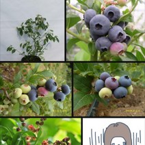 블루베리 묘목 20주