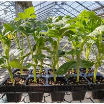 육묘장 주말농장 수박모종 망고수박모종 흑피애플수박모종 5주 10주 20주 40주, 푸띠 검은 흑피애플수박모종 40주