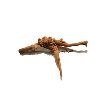 가지유목 33cm 전후