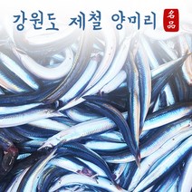 [당일조업] 속초산 생물 알배기 양미리 1kg (30미 내외) / 반건조 양미리 1두름(20미), 반건조 1두릅 (20미)
