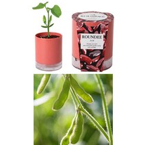 실내 식물재배기 미니화분 강낭콩 씨앗 DIY키트, 본품, 쇼핑랜드 본상품선택