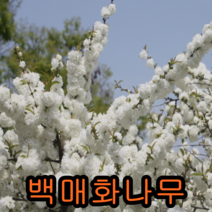 백매화나무개화주 1그루 매화 나무 묘목 꽃나무 유실수 조경수