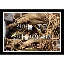 산마늘종근 80주 산마늘모종 산마늘씨앗재배