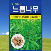 느릅나무 씨앗 누릅나무 씨 종자 300립, 단품