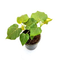 휘카스 페티올라리스 Ficus petiolaris 공기정화식물 인테리어 플랜테리어 서비내 서비야드 서비야드플라워아울렛