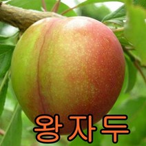 왕자두 접1년특묘 1그루+ 대왕대추나무1그루 묶음 나무 묘목 사과나무
