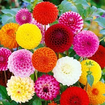 [모야모 꽃씨] 다알리아 7종 씨앗 선택구매, 폼폰(Pom-pon) 혼합색 10립
