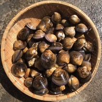 모시조개1kg 제철 캠핑모듬 조개 해물찜 탕 해산물 수산물 어패류 바지락 째복 명주 비단 갈미 백합조개 백상합 뿔소라 대왕 참가리비구이 키조개 전복 삐뚤이소라 밀고동 돌조개 개조개, 2개, 2kg