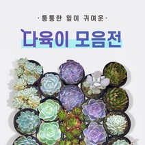 다육이 총 집합!! (지름 8~9cm) 1.라울2.먼로3.핑크프릴4.방울복랑5.크리스마스 6.파블로 7.비취후리데 8.레티지아 9.라일락 10.티피, 3.핑크프릴