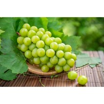 [꽃담은나무] 샤인머스켓 묘목, 2. 삽목1년 포트묘, 1개