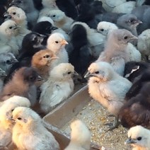 강원고성 자연방사 청란 (부화전용) 병아리부화 부화계란 유정란 산란용 청계란 (난각1번), 40구