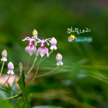 뻐꾹나리 [3포트] (복남이네 야생화 모종 반그늘 코리안 토드 릴리 lily) 토종식물
