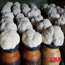 노루궁뎅이버섯키우기 배지 키트 국내산 집에서 버섯 키우기 어린이체험 친환경 무농약 농산물 버섯기르기 톱밥베지 놀이방 자연체험 4개묶음 6개묶음, 배지 키트 4개