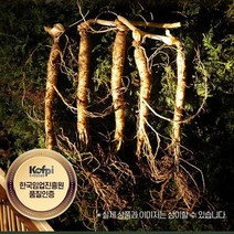 [AMISO] 농약과 비료없이 오직 스스로 자라난 국내산 산양산삼 5-6년근 고지대 자생 산양삼, 100g