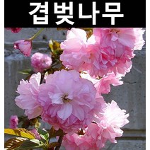 벚나무(겹벚) 접목1년(특) 뿌리 1개/나무 묘목/활엽수/정원용