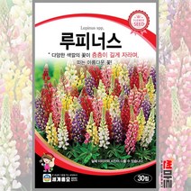 루피너스 30립 / 다년생 혼합종 꽃씨 씨앗 화단 정원 꽃밭