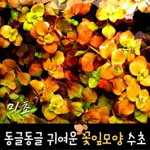 [미초] 루드위지아 sp. 하이덴리티 수초 10촉 / 유경 수초 / 초보자 수초 / 어항 수초