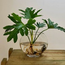 호프셀럼(중) 수경재배 인테리어식물 CGD 21317EA