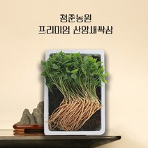 청춘농원 산양 새싹삼 새싹인삼 선물세트, 100개, 소사이즈