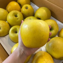 [선물용시나노스위트] 햇 고당도 시나노 골드 황금 사과, 중소19-21과, 정품, 5kg