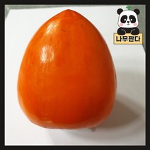 (나무판다) 감나무 묘목 시리즈, 9. 태추단감 결실주, 1개