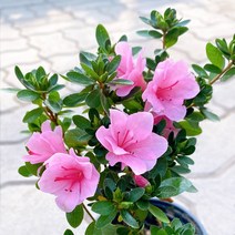 미니농장 아젤리아 서양철쭉 노지월동 실내화초 꽃화분