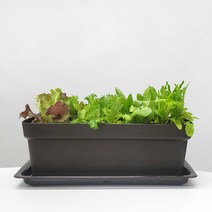 식물시간 텃밭 화분 L size 실내 베란다 대형 플라스틱 상자, 화분 받침 X, 밤색