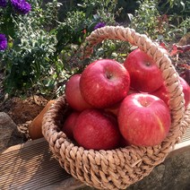 경북 봉화 부사 사과 2022 첫수확 햇사과 5kg 10kg 실속형 정품 산지직송, 봉화 부사사과 5kg 22-24과