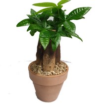 트리앤 빈티지 토분 식물 율마 아이비 테이블야자 스킨답서스 파키라 연화죽 스파트필름 호야 수퍼바 천냥금 오렌지자스민 고무나무 스투키 공기정화식물 미세먼지제거식물, 15. 토분 파키라(3촉) 1개