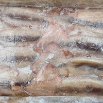 육동 베이트 오징어 3kg (9-10P) 업소용 냉동오징어 통오징어, 1개