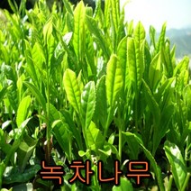 녹차나무 2년포트(키20CM내외) 5그루 묘목 나무묘목 유실수 꽃나무 감나무 과일나무 천리향나무