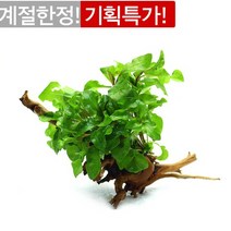수초-유목 알테란테라 활착-열대어 어항 수족관 수중식물, 없음