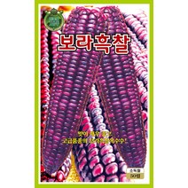 보라흑찰옥수수 2500립