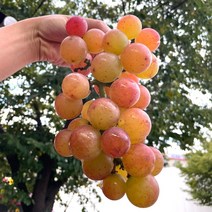 프리미엄 고당도 루비로망 천상의 포도 레드 샤인머스켓 1kg 2kg