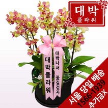 대박플라워 골드미니 호접란 승진선물 취임 영전 이전 개업선물 부모님선물 꽃배달
