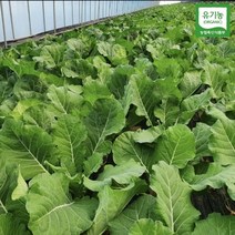 [유기농] 친환경 즙용 케일 1kg 2kg 3kg (즙케일), 유기농/즙용케일 1kg