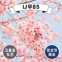 (나무85) 벚나무 6종, 2.홍벚 접목1년