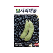 재래종 서리태콩 씨앗 30g 서리태 식물성 지방질, 단품