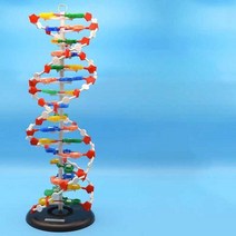 DNA모형세트 이중나선구조 개별키트 나선구조입체