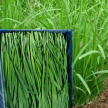 인기있는 친환경유기농부추4kg 구매률 높은 추천 BEST 리스트