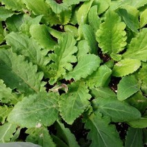 엉겅퀴모종 10주/토종 가시엉겅퀴/재래종, 1개