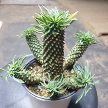 [수암다육] 괴마옥 랜덤발송 Euphorbia hypogaea 랜덤발송 다육 다육이 다육식물, 1개