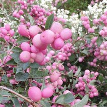 묘목/스노우베리(매직베리) 2ℓ포트G0627