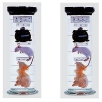 액침표본(동물-거북이) SD 71178