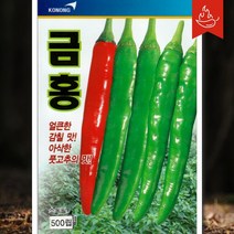 청양계 매운고추 씨앗 종자 금홍 500립 고농
