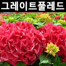 수국(그레이트풀레드) 12cm포트 1개/나무 묘목/꽃나무/조경용