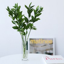수경식물 실내공기정화식물 루스커스 10p 1+1, 30cm 20p
